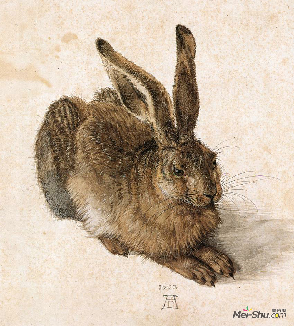 阿尔布雷希特·丢勒(Albrecht Durer)高清作品《小野兔》