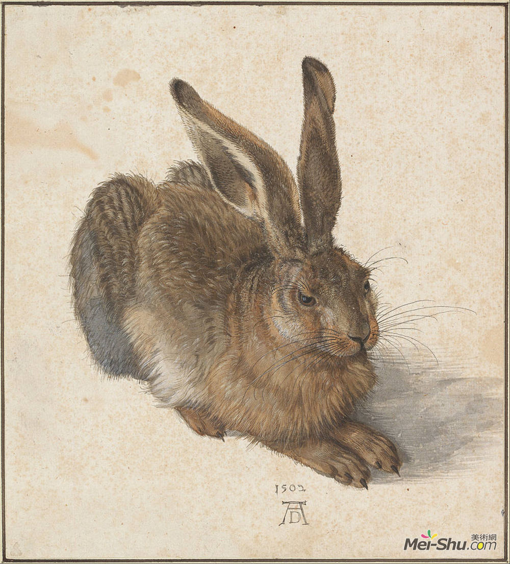 阿尔布雷希特·丢勒(Albrecht Durer)高清作品《野兔》
