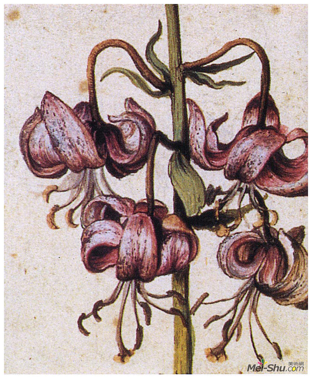 阿尔布雷希特·丢勒(Albrecht Durer)高清作品《马特兰百合（细节）》