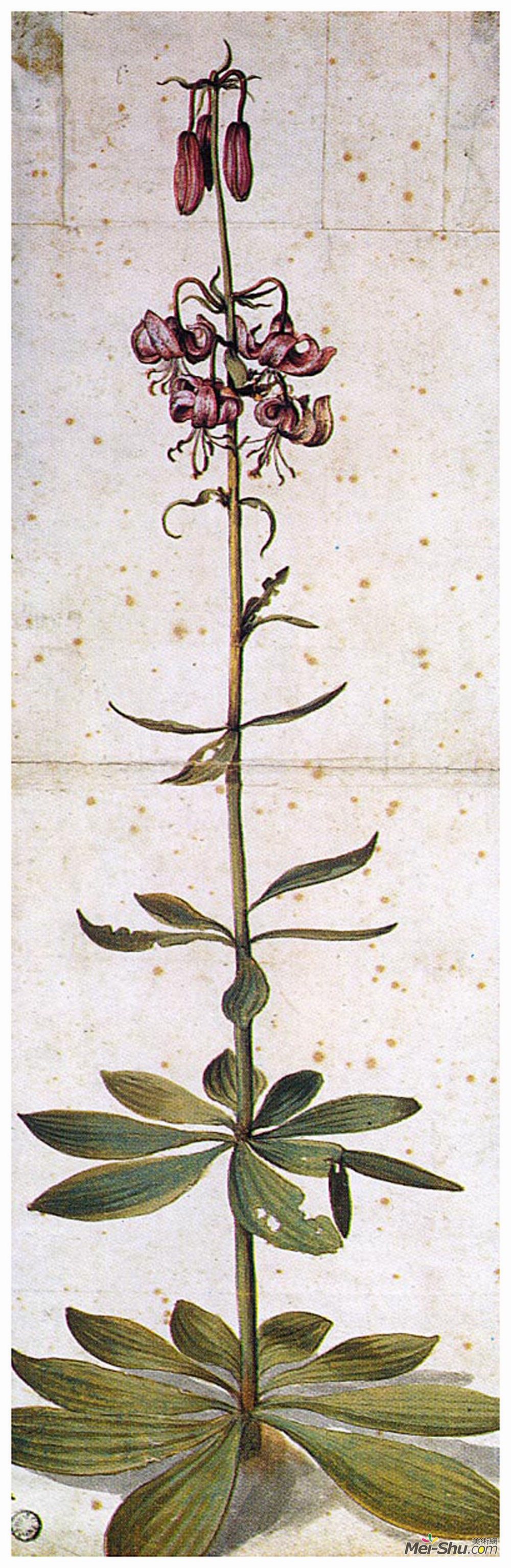 阿尔布雷希特·丢勒(Albrecht Durer)高清作品《马特兰百合》