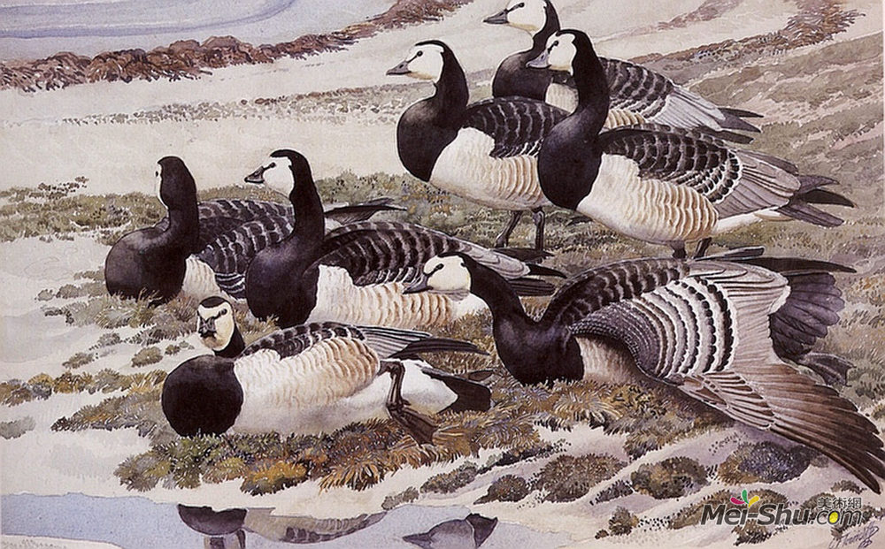 查尔斯·图尼克利夫(Charles Tunnicliffe)高清作品《黑雁鹅》