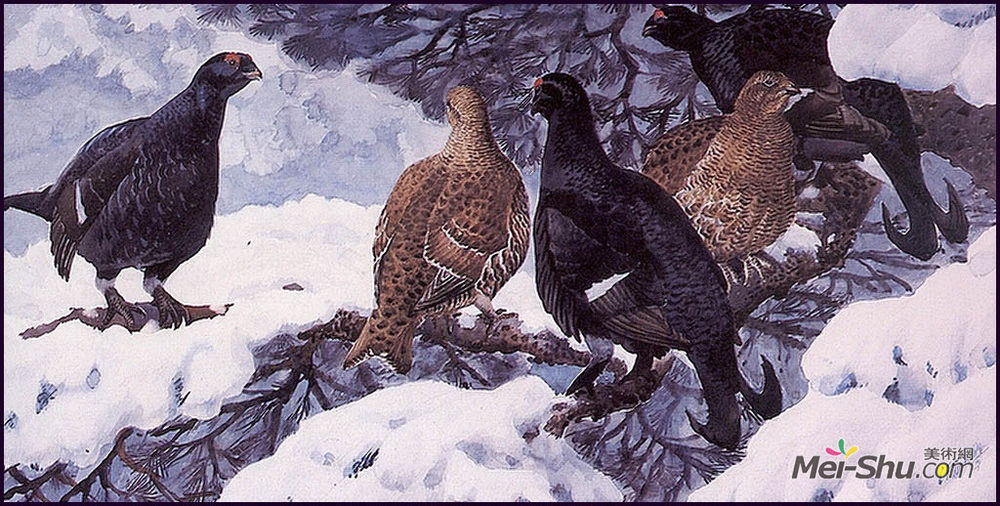 查尔斯·图尼克利夫(Charles Tunnicliffe)高清作品《黑松鸡》