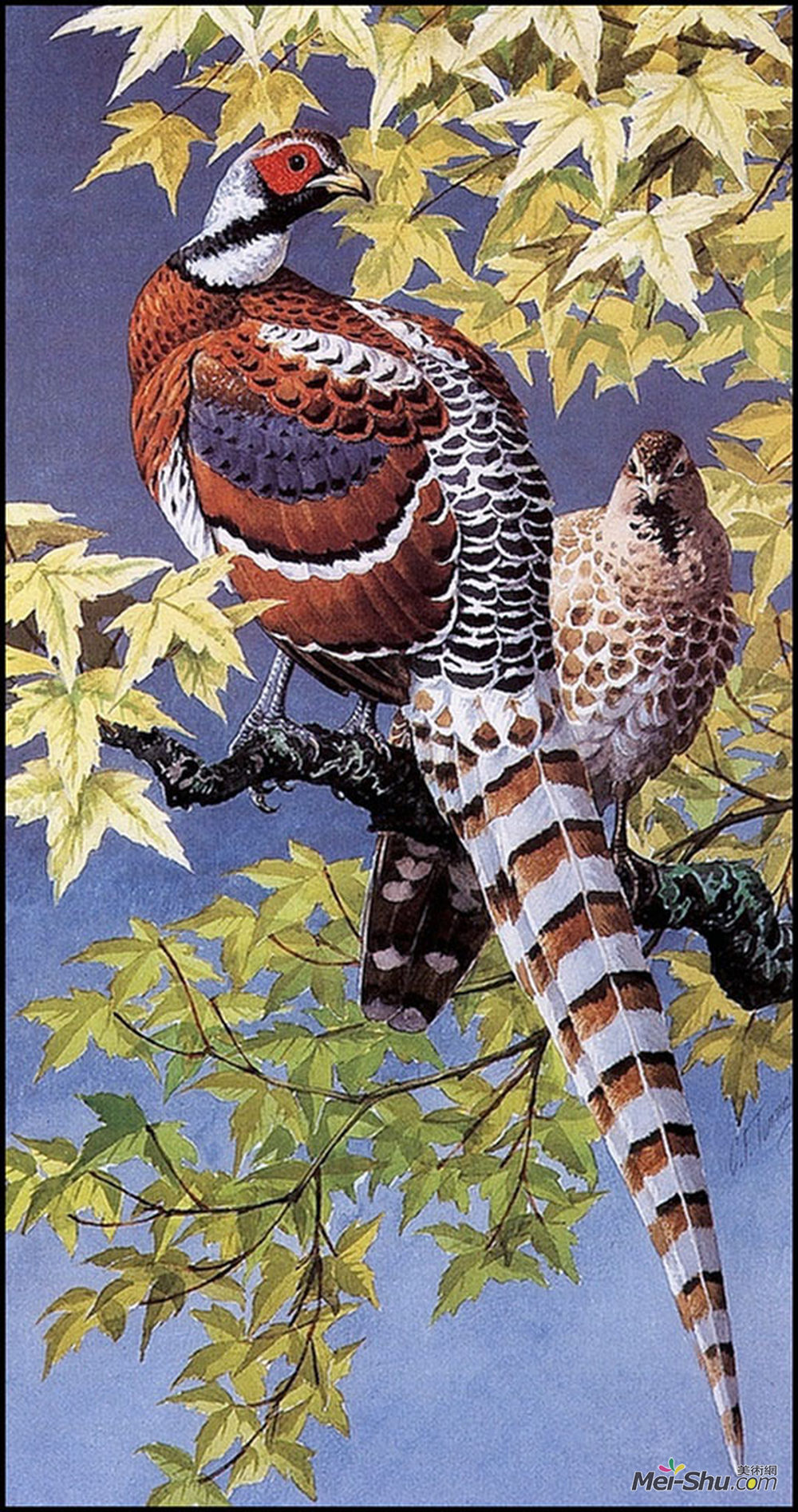 查尔斯·图尼克利夫(Charles Tunnicliffe)高清作品《埃利奥特雉鸡》