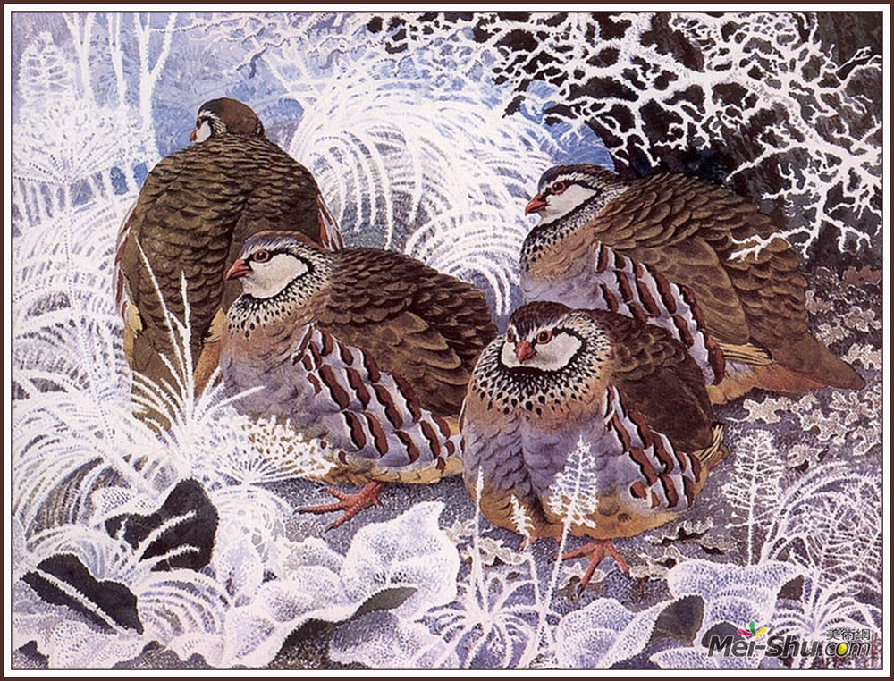 查尔斯·图尼克利夫(Charles Tunnicliffe)高清作品《法国鹧鸪》