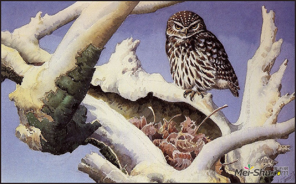 查尔斯·图尼克利夫(Charles Tunnicliffe)高清作品《雪白树干上的猫头鹰》