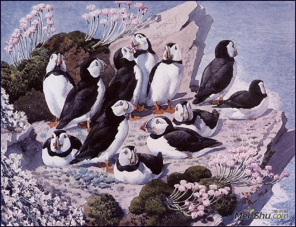 查尔斯·图尼克利夫(Charles Tunnicliffe)高清作品《海鹦菌落》