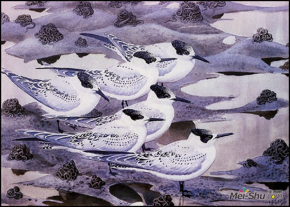 查尔斯·图尼克利夫(Charles Tunnicliffe)高清作品《三明治燕鸥》