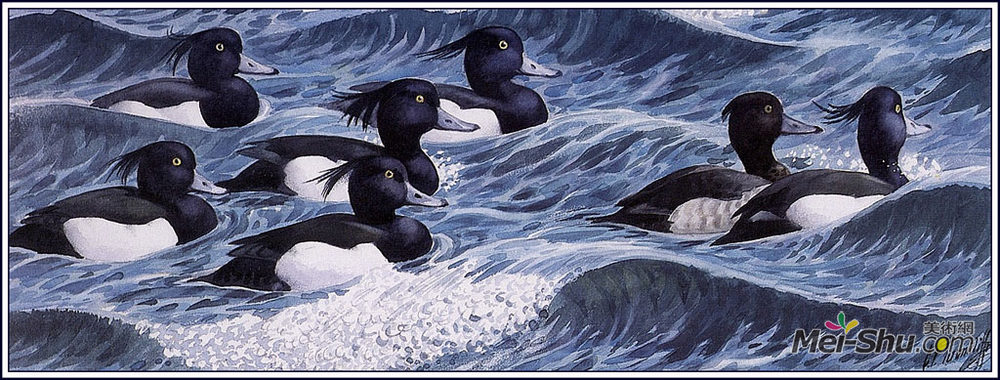 查尔斯·图尼克利夫(Charles Tunnicliffe)高清作品《丛生鸭》