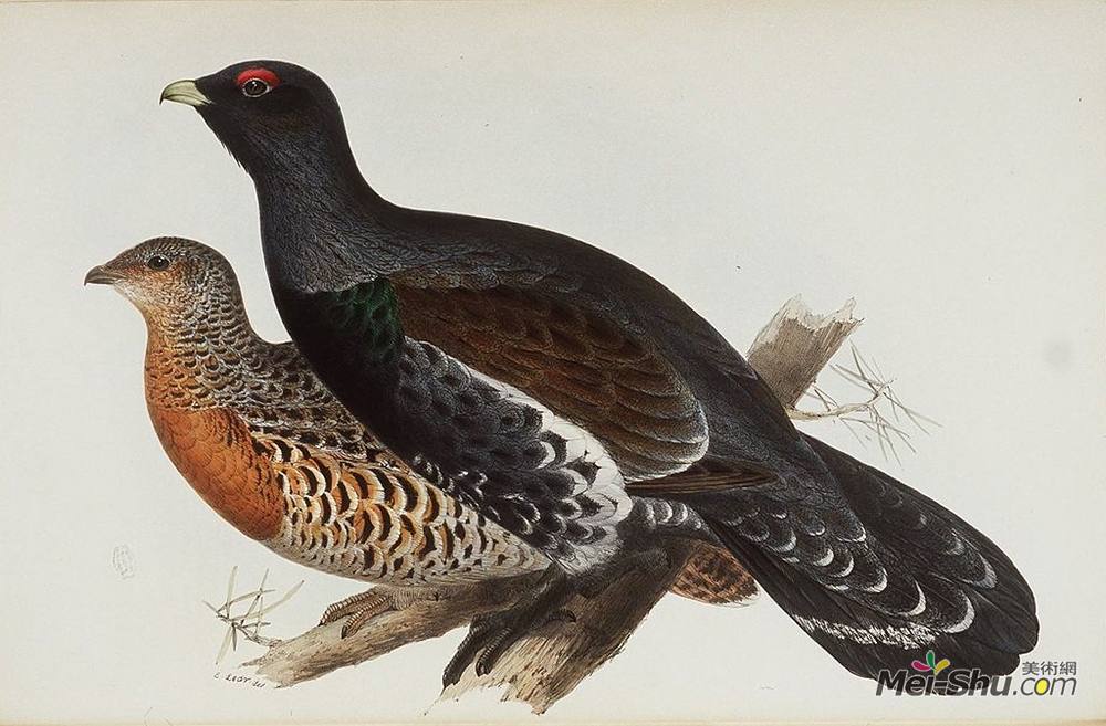 爱德华·里尔(Edward Lear)高清作品《Capercaillie or Cock of the Wood》