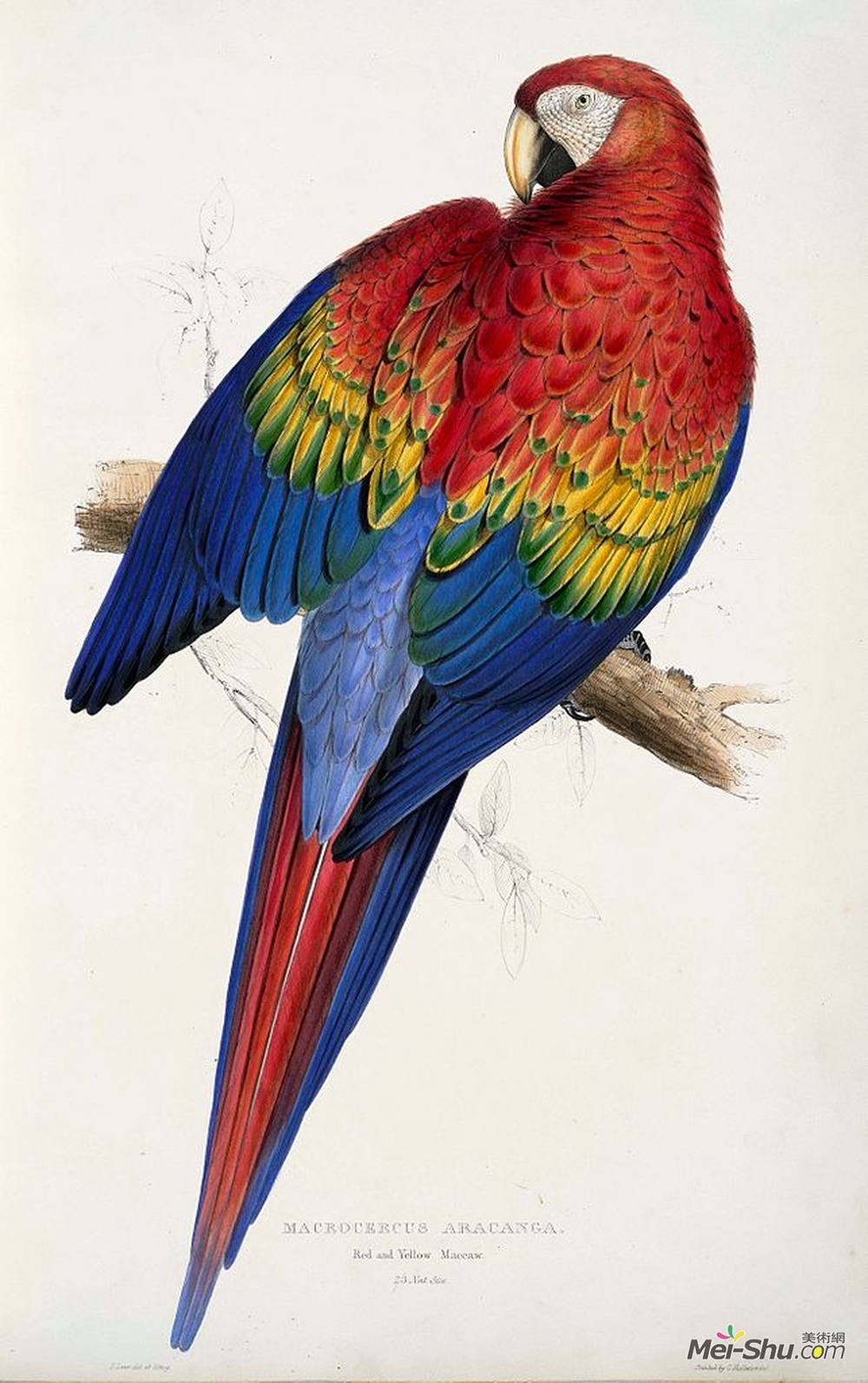 爱德华·里尔(Edward Lear)高清作品《Macrocercus aracanga (Ara macao)》