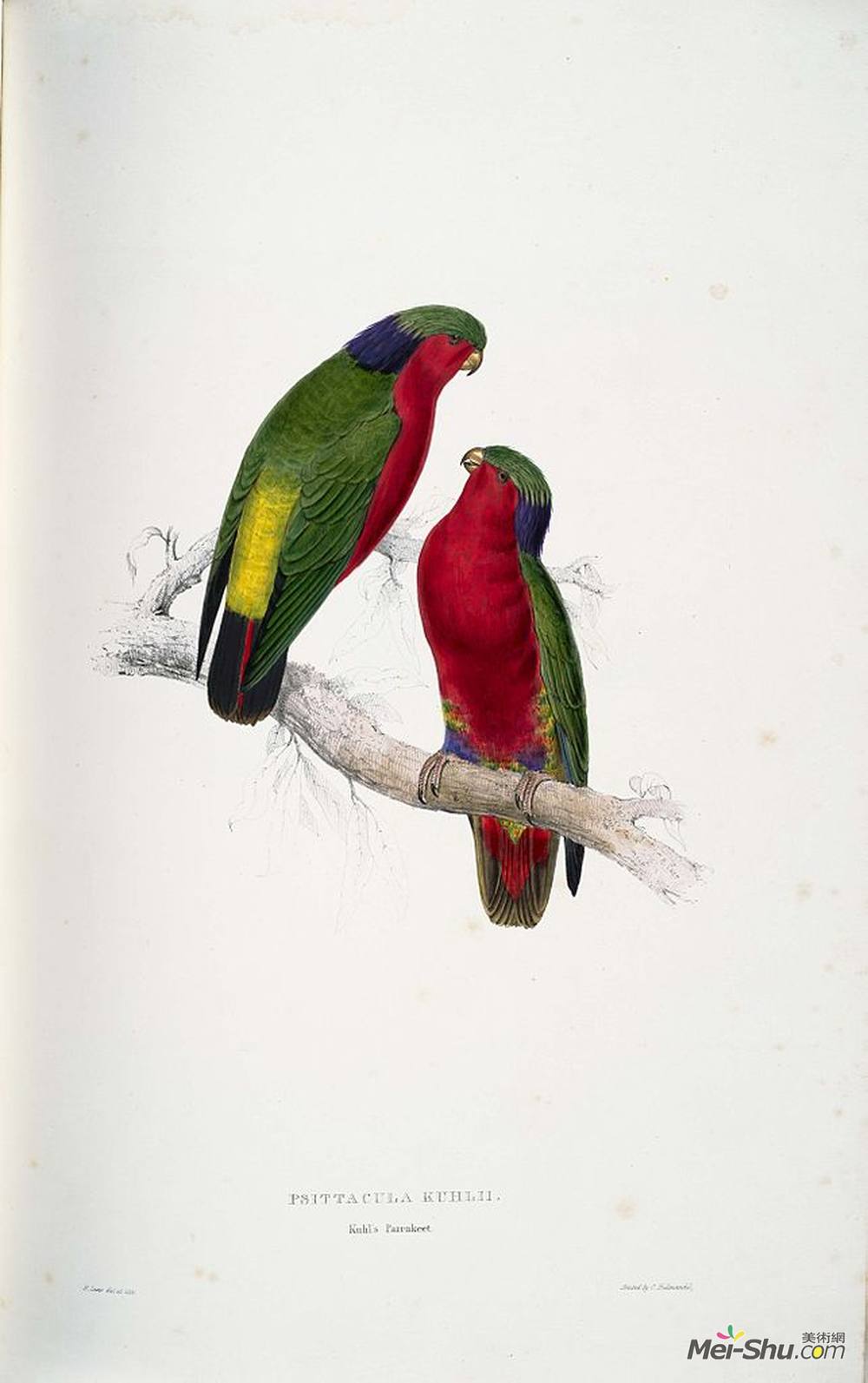 爱德华·里尔(Edward Lear)高清作品《Psittacula kuhlii (Kuhl's Lorikeets)》