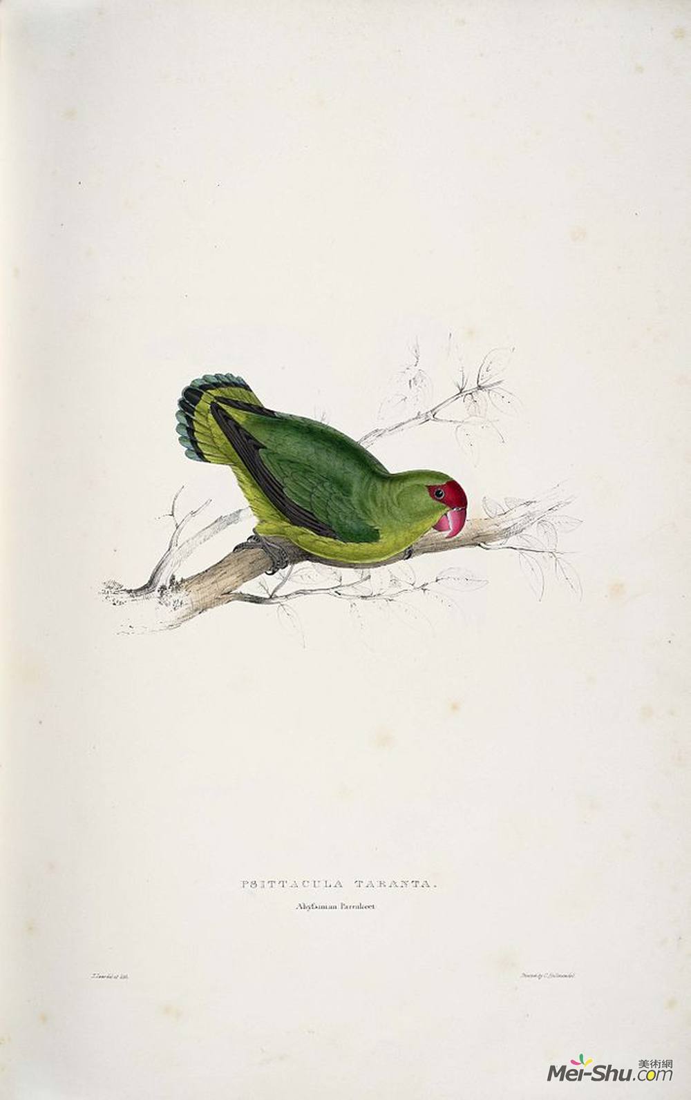 爱德华·里尔(Edward Lear)高清作品《Psittacula taranta. Abyssinian parrakeet (Abyssinian Lovebir》