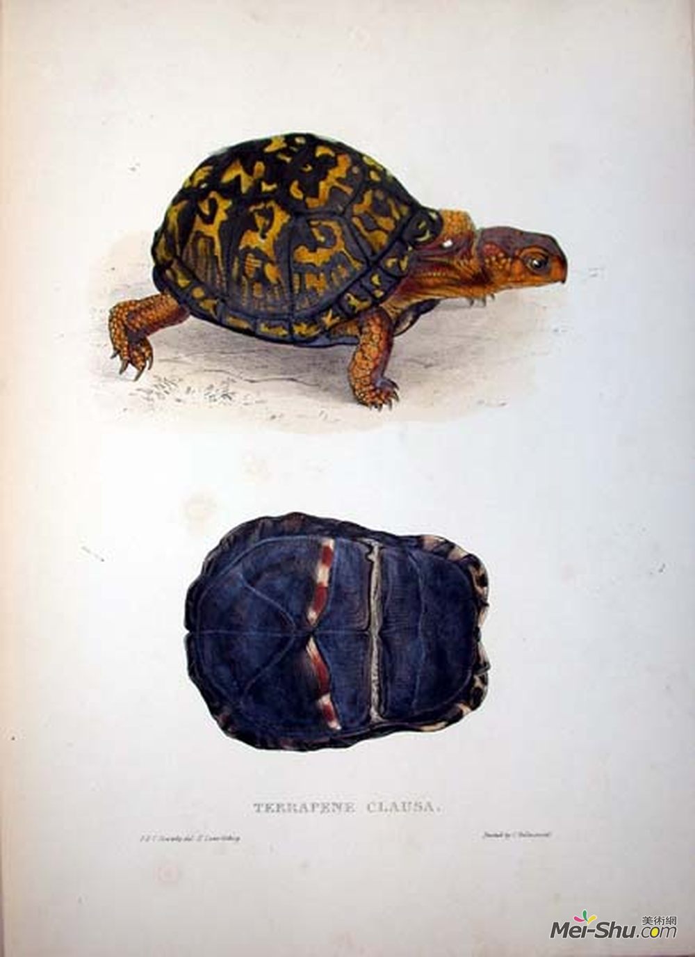 爱德华·里尔(Edward Lear)高清作品《龟甲》