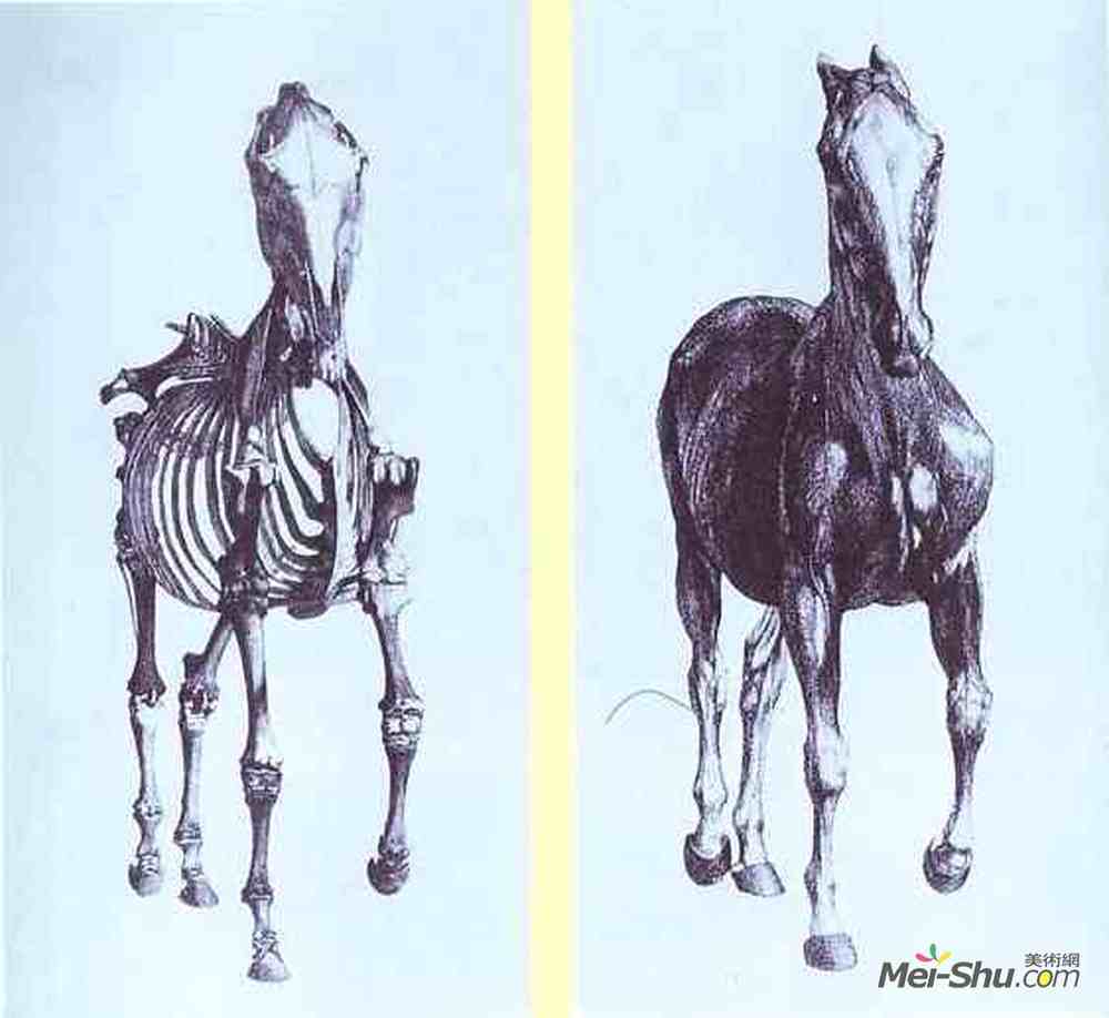 乔治·斯塔布斯(George Stubbs)高清作品《马的骨骼透视图，第10号》