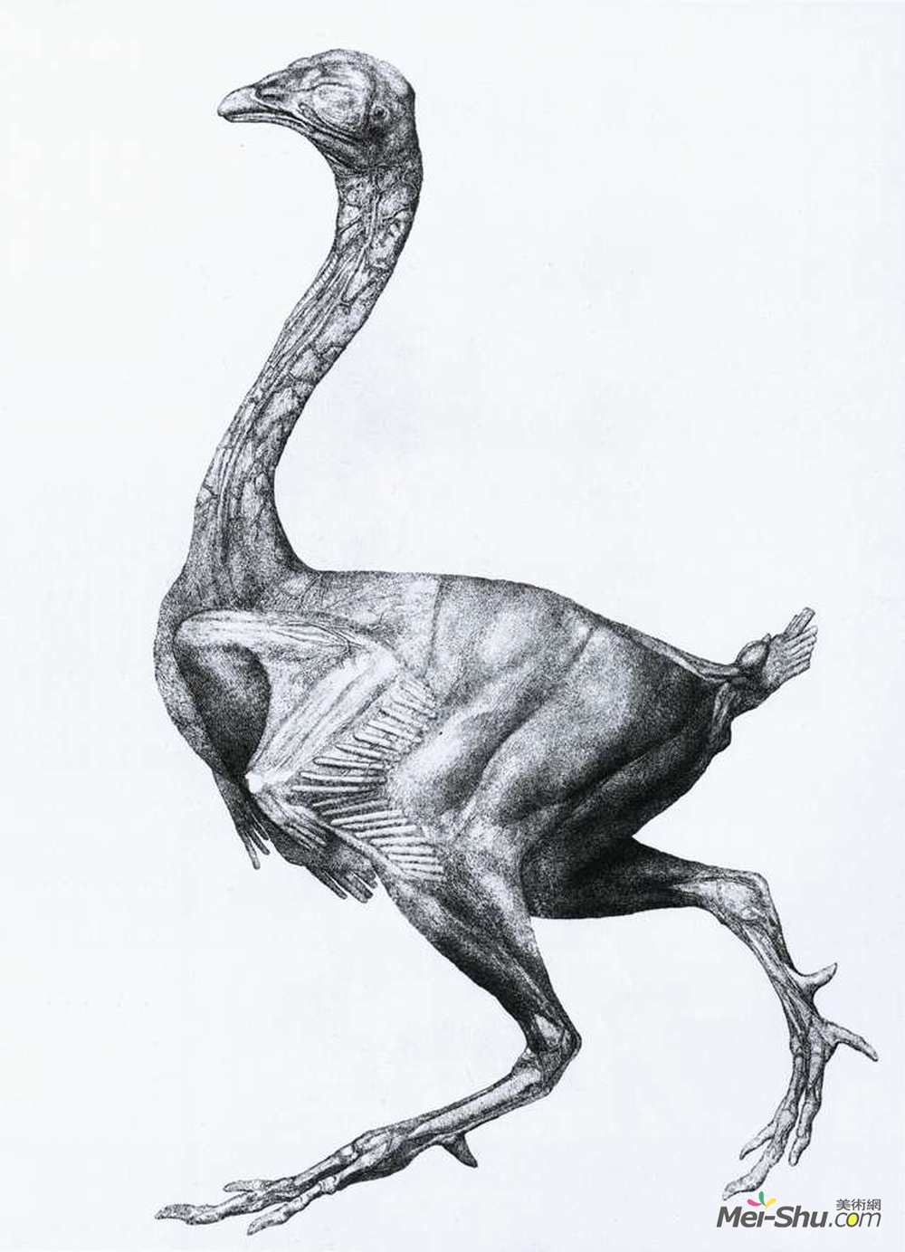 乔治·斯塔布斯(George Stubbs)高清作品《Study of a Fowl, Lateral View, with skin and underlying fasc》