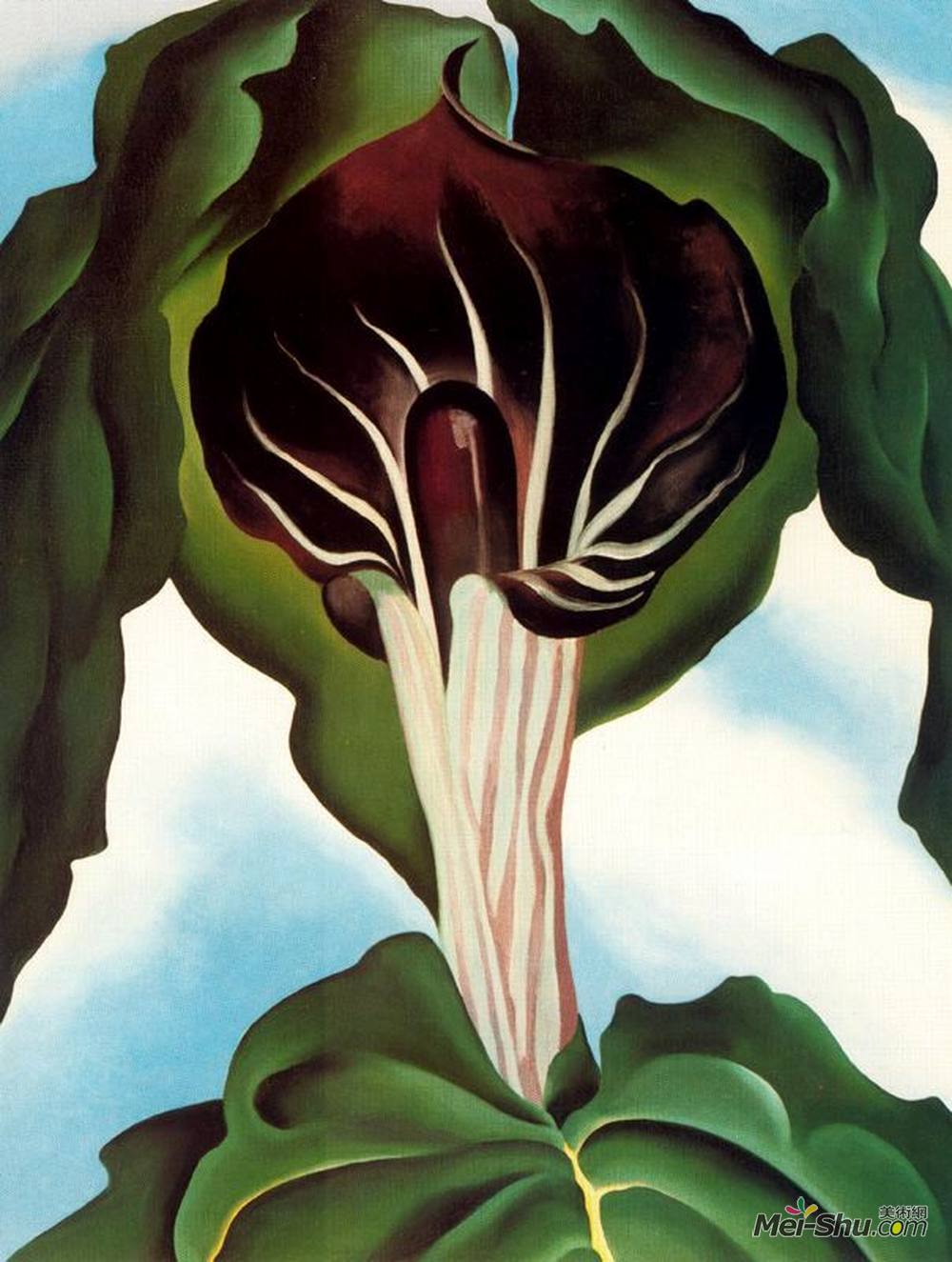 乔治亚·欧姬芙(Georgia O'Keeffe)高清作品《Jack-in-the-Pulpit III》