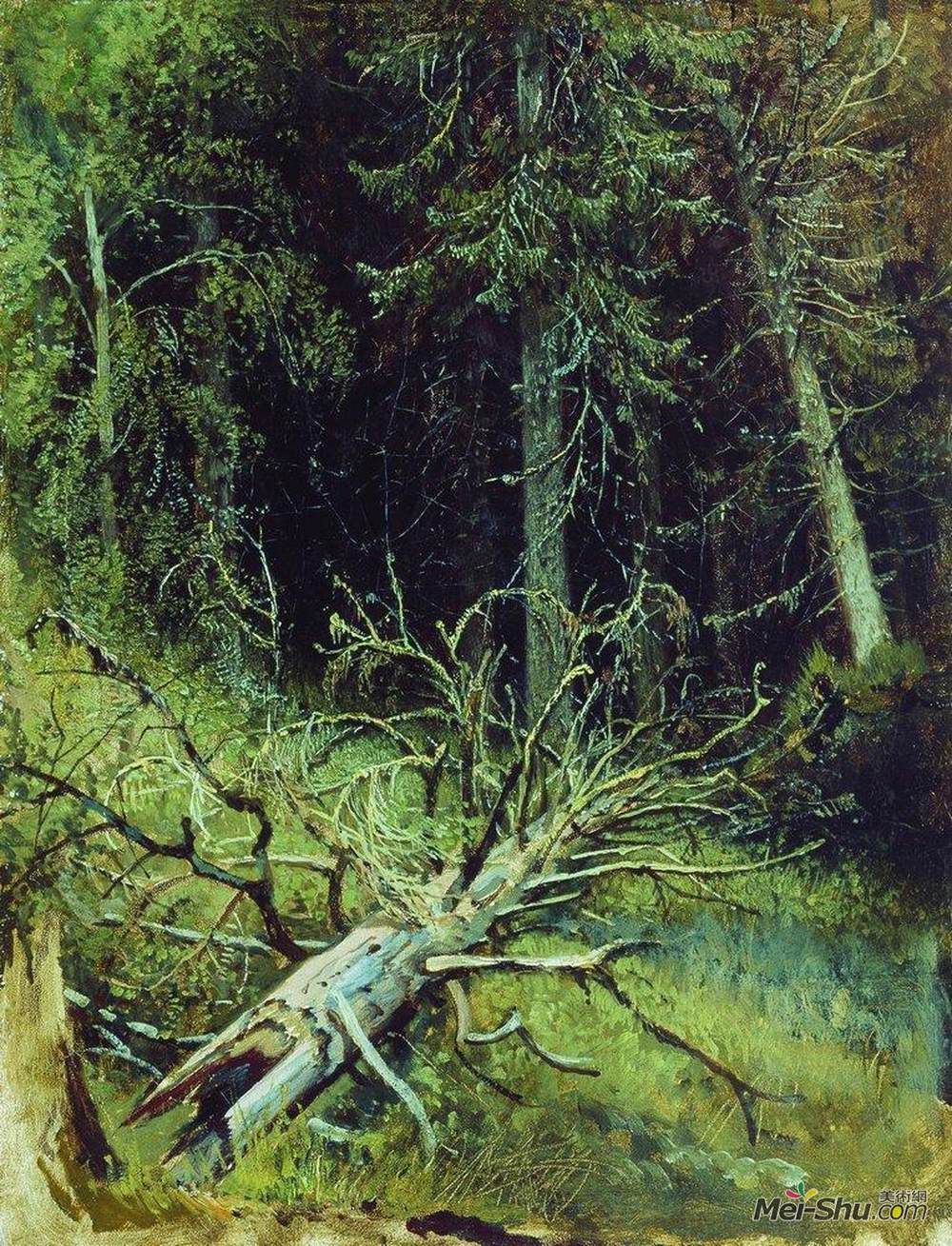 伊万·希什金(Ivan Shishkin)高清作品《杉木林》