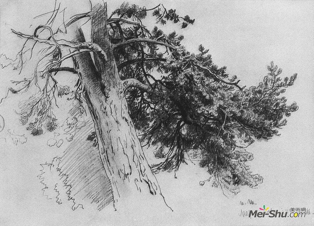 伊万·希什金(Ivan Shishkin)高清作品《一部分松树的树干。玛丽 - 豪》