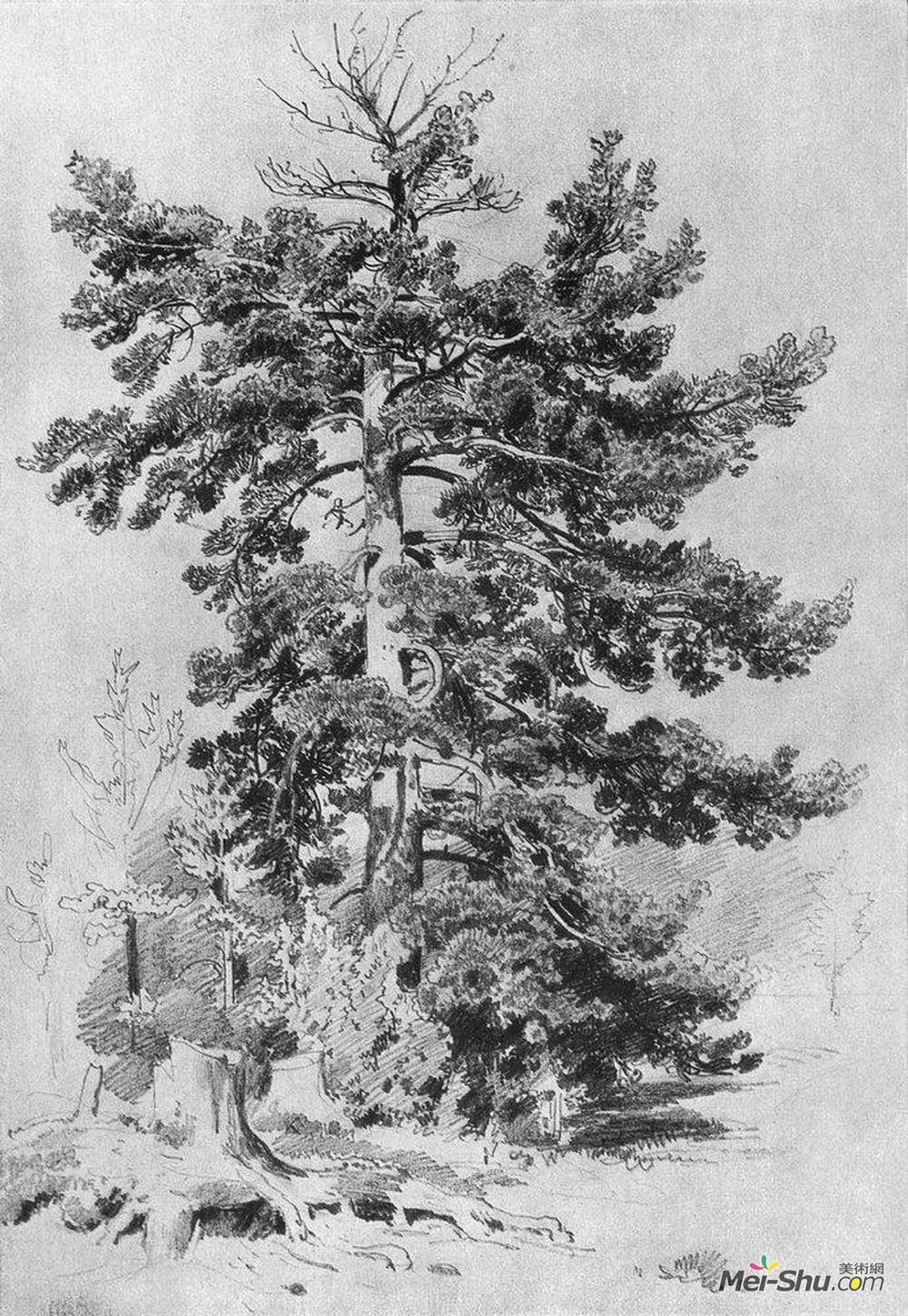 《松树》伊万·希什金(ivan shishkin)高清作品欣赏