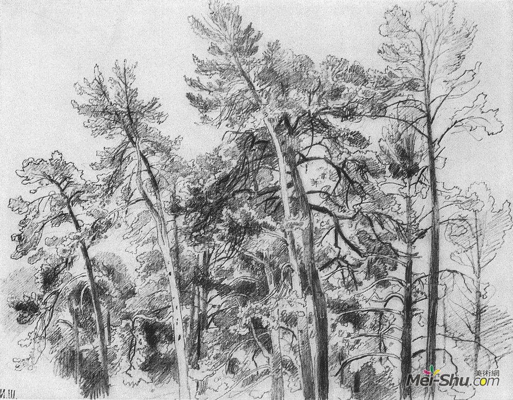 伊万·希什金(Ivan Shishkin)高清作品《在松树的顶端》