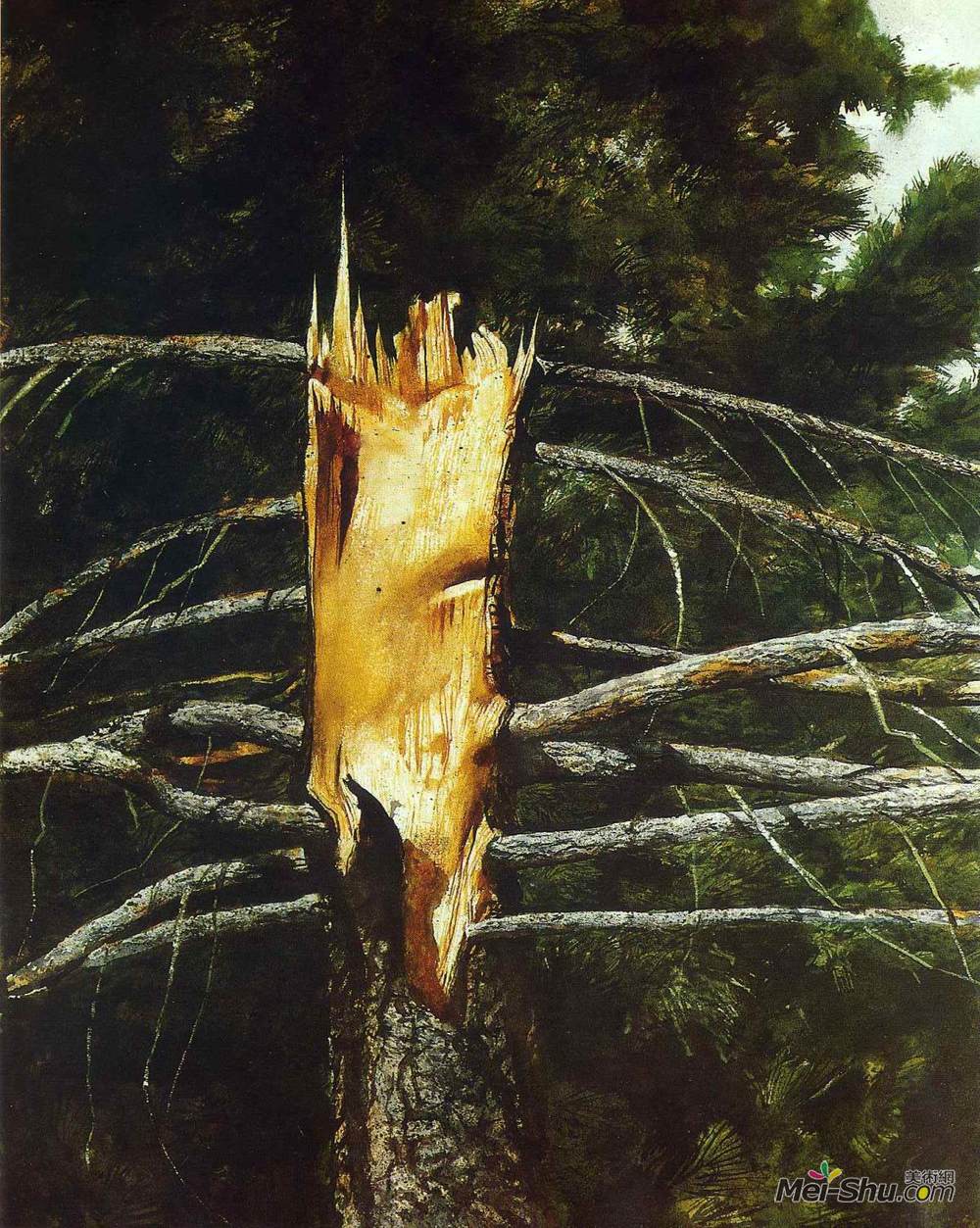 杰米·韦思(Jamie Wyeth)高清作品《裂叶云杉》