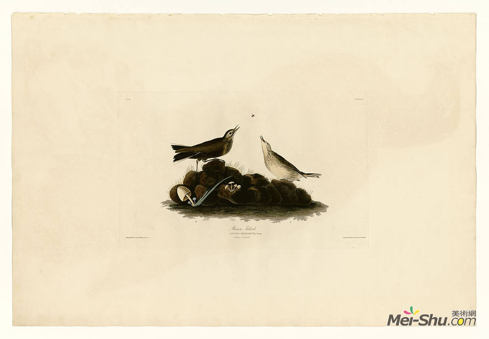 约翰·詹姆斯·奥杜邦(John James Audubon)高清作品《Plate 10. Brown Titlark》