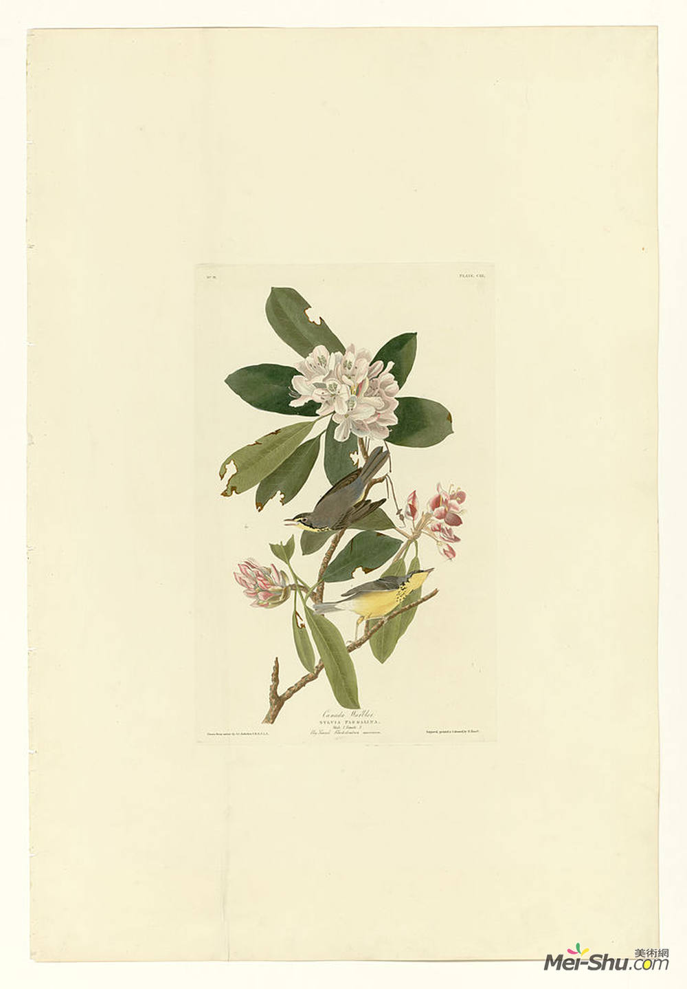 约翰·詹姆斯·奥杜邦(John James Audubon)高清作品《加拿大103莺》