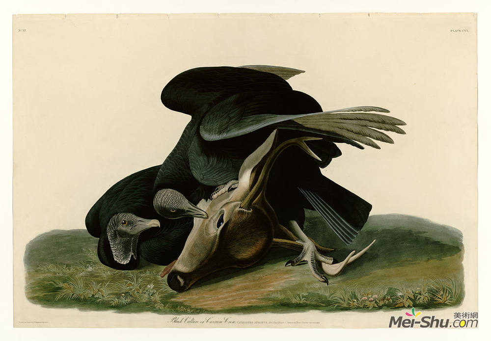 约翰·詹姆斯·奥杜邦(John James Audubon)高清作品《板106黑秃鹫或腐肉乌鸦》