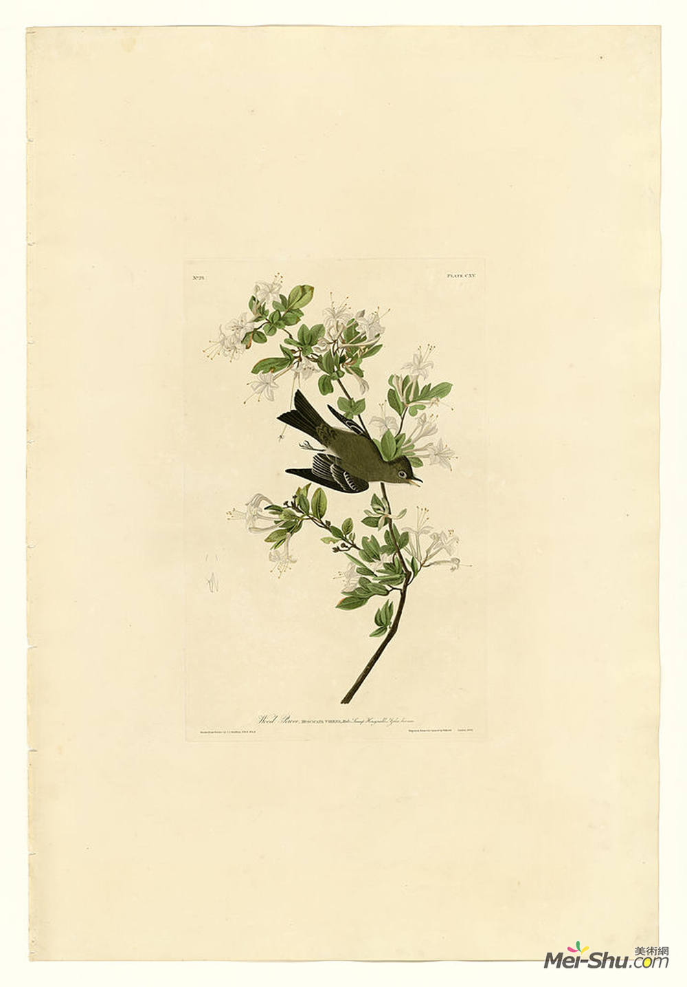 约翰·詹姆斯·奥杜邦(John James Audubon)高清作品《Plate 115 Wood Pewee》