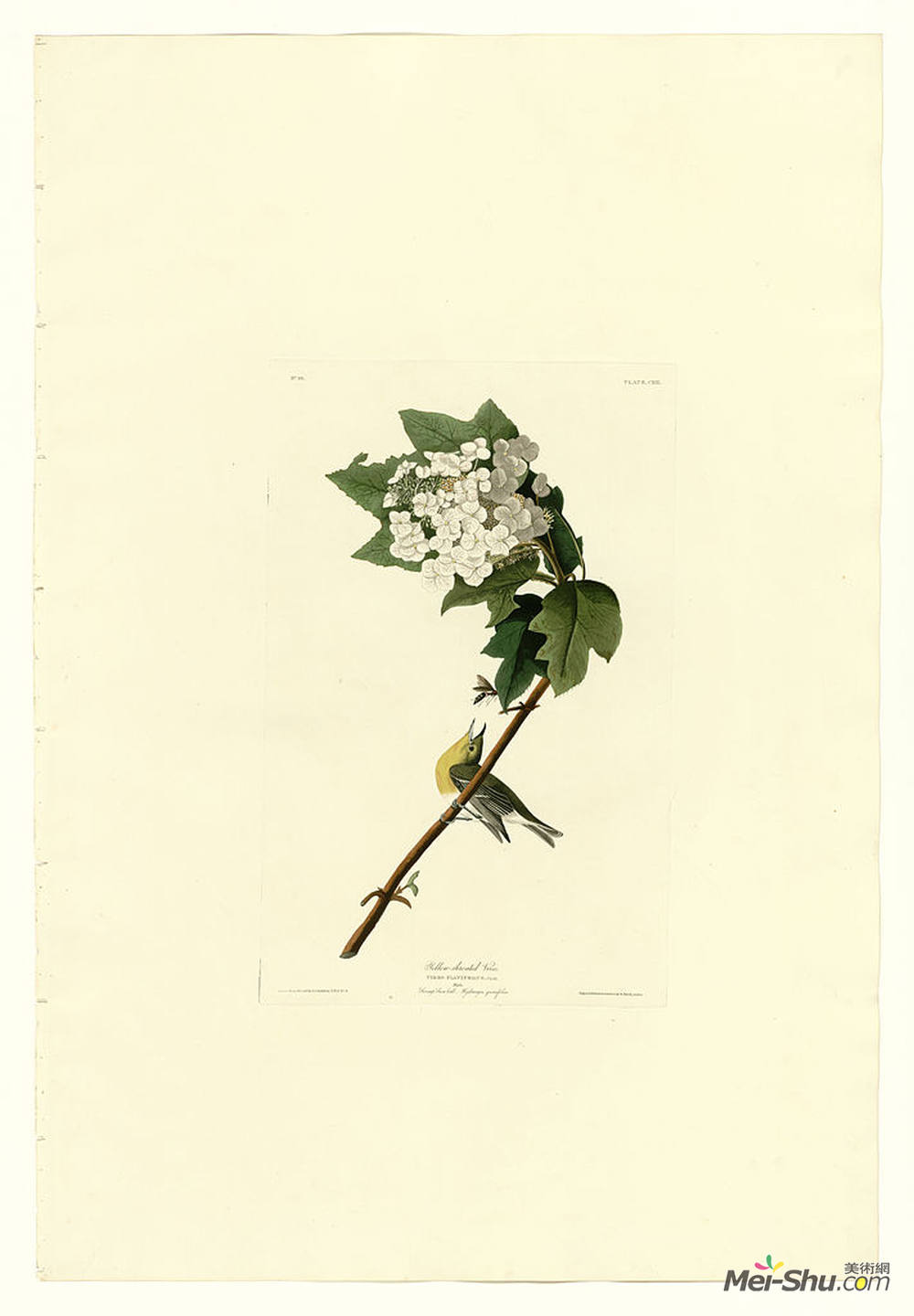 约翰·詹姆斯·奥杜邦(John James Audubon)高清作品《Plate 119 Yellow-throated Vireo》