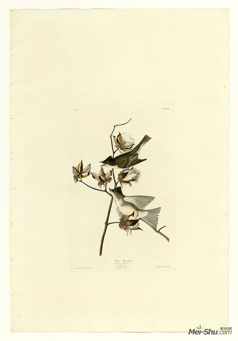 约翰·詹姆斯·奥杜邦(John James Audubon)高清作品《Plate 120 Pewit Flycatcher》