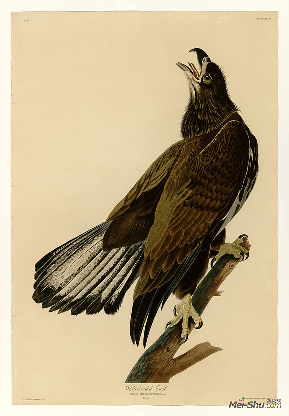 约翰·詹姆斯·奥杜邦(John James Audubon)高清作品《板126白头鹰》