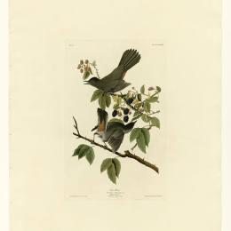 《128猫鸟》约翰·詹姆斯·奥杜邦(john james audubon)高清作品欣赏