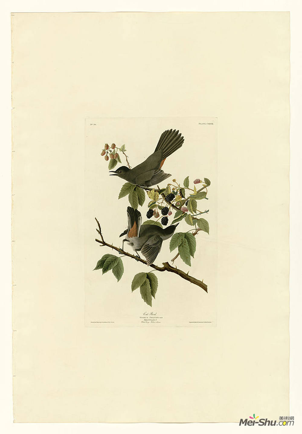 约翰·詹姆斯·奥杜邦(John James Audubon)高清作品《128猫鸟》
