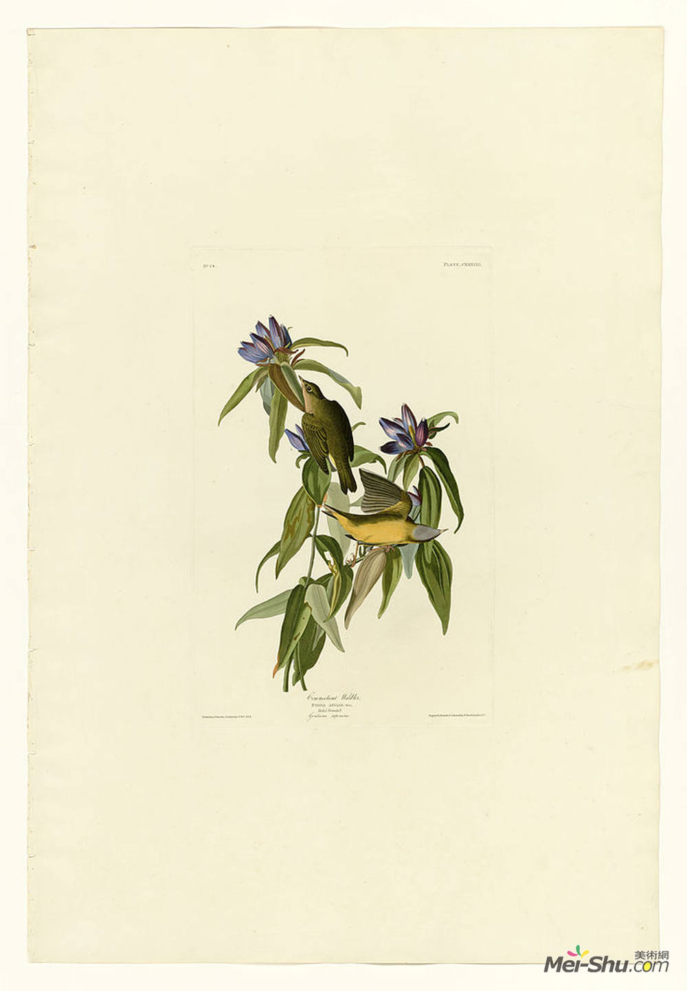 约翰·詹姆斯·奥杜邦(John James Audubon)高清作品《板块138康涅狄格莺》