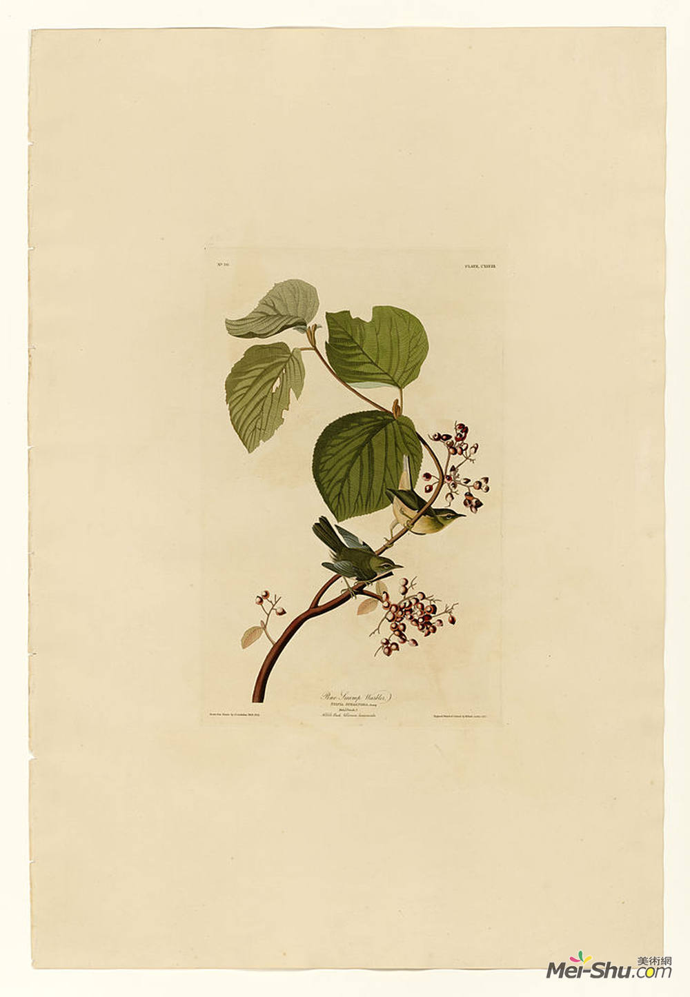 约翰·詹姆斯·奥杜邦(John James Audubon)高清作品《Plate 148 Pine Swamp Warbler》