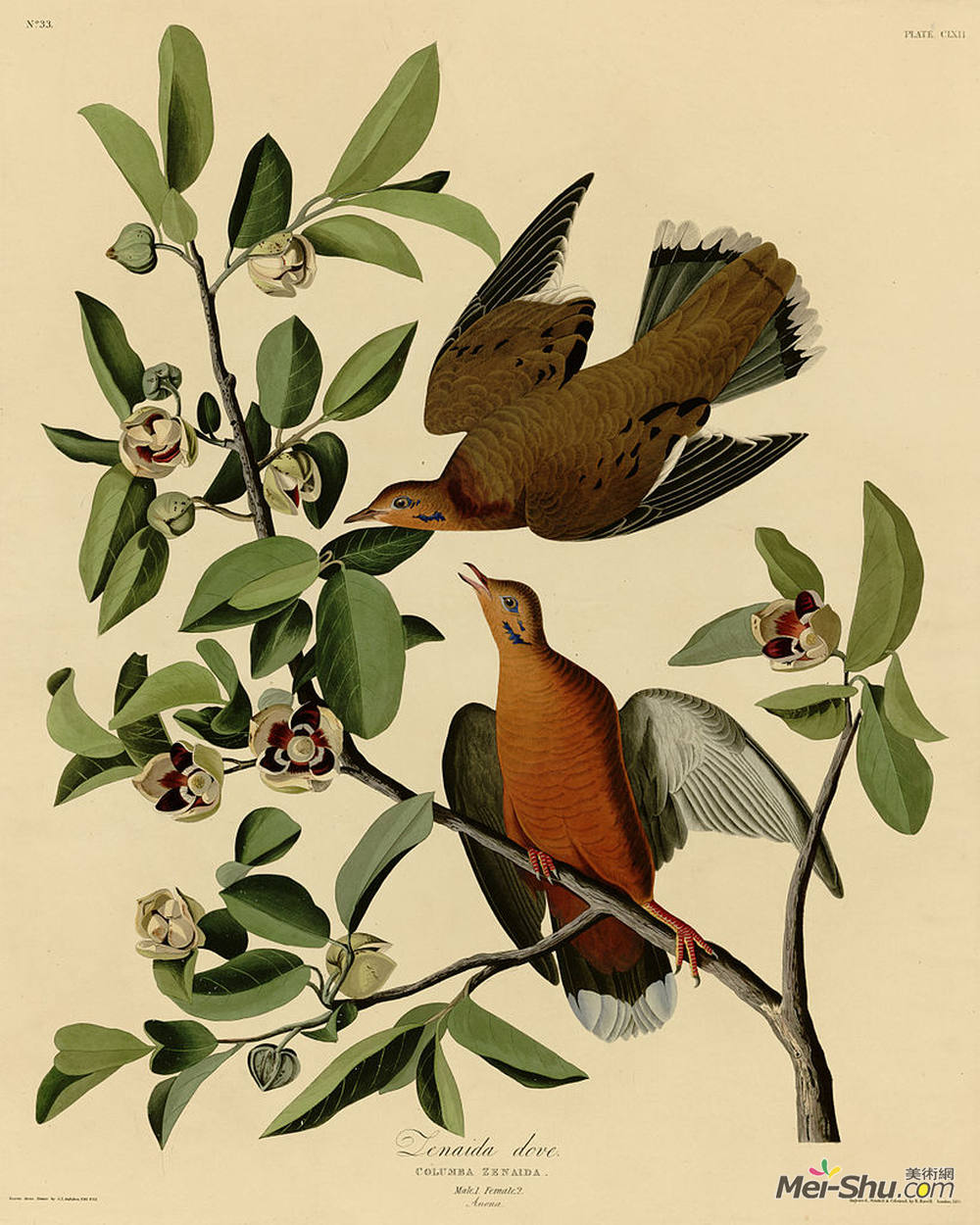 约翰·詹姆斯·奥杜邦(John James Audubon)高清作品《Plate 162 Zenaida Dove》