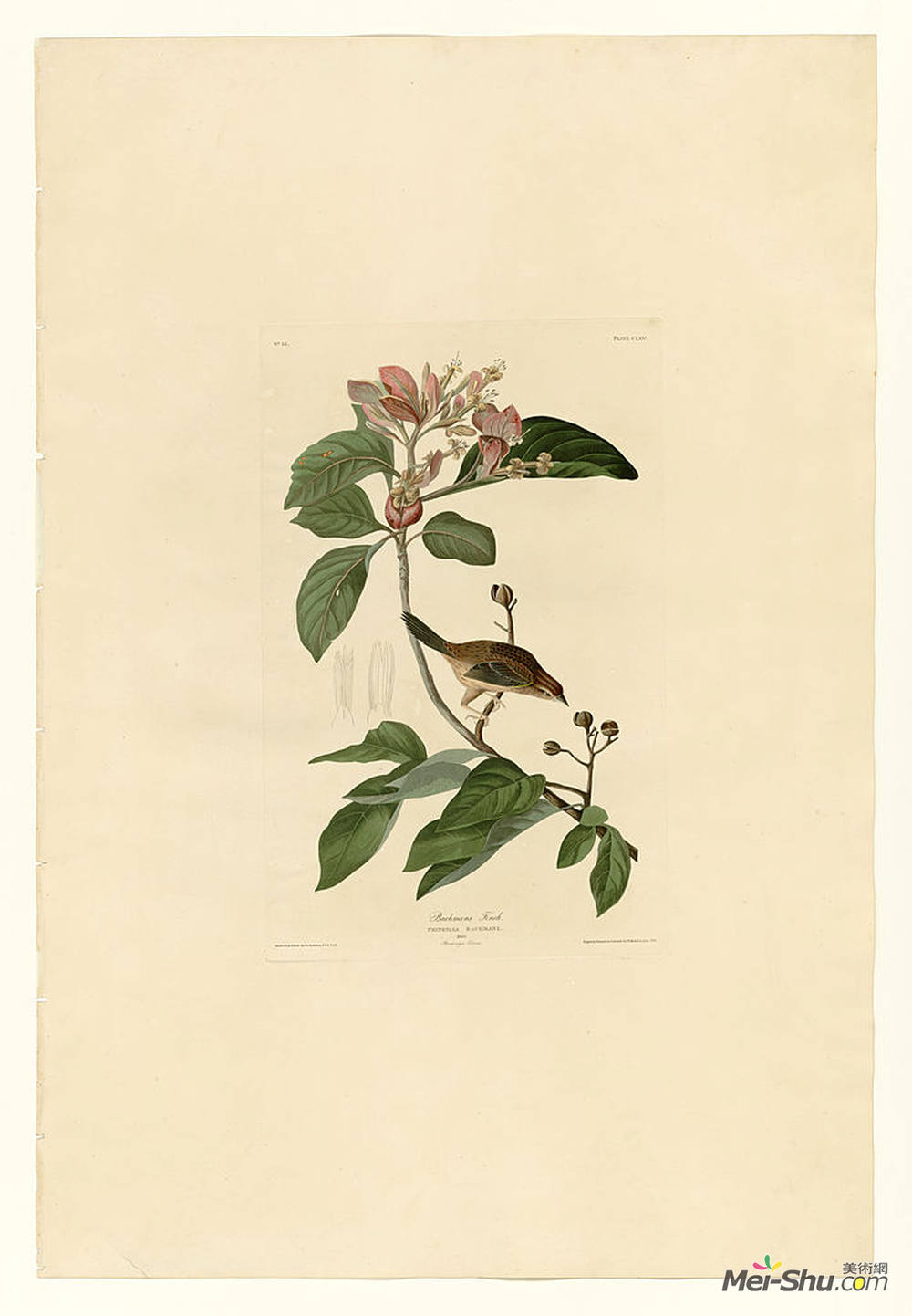 约翰·詹姆斯·奥杜邦(John James Audubon)高清作品《Plate 165 Bachmans Finch》