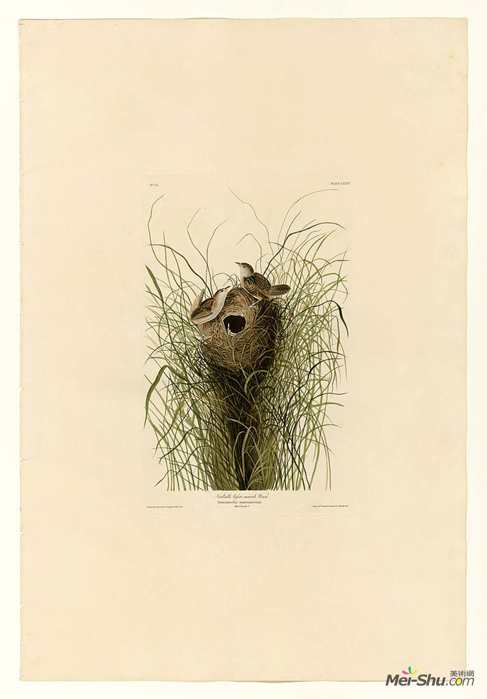 约翰·詹姆斯·奥杜邦(John James Audubon)高清作品《Plate 175 Nuttall's lesser-marsh Wren》