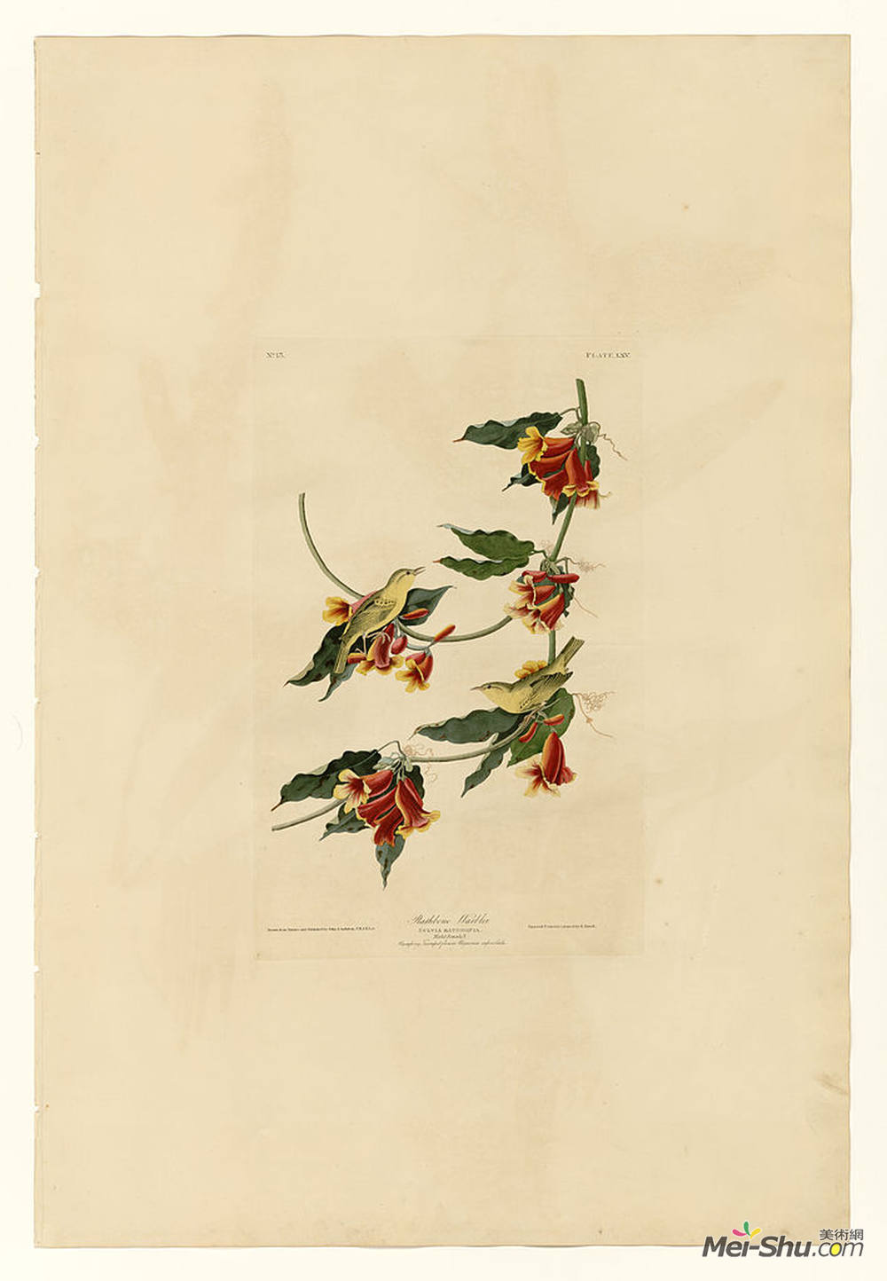 约翰·詹姆斯·奥杜邦(John James Audubon)高清作品《Plate 65 Rathbone Warbler》