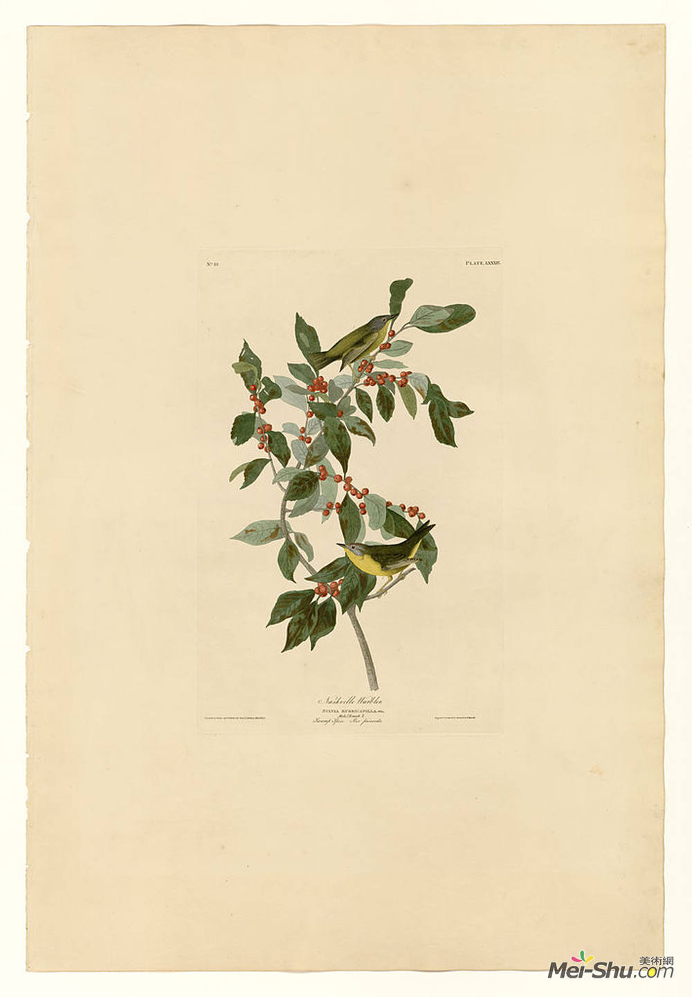 约翰·詹姆斯·奥杜邦(John James Audubon)高清作品《纳什维尔89莺》