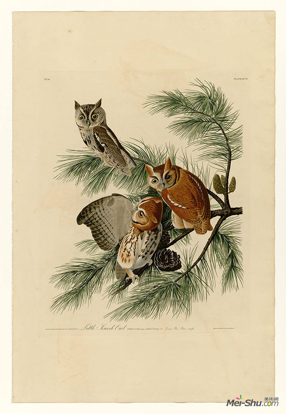 约翰·詹姆斯·奥杜邦(John James Audubon)高清作品《97只小尖叫猫头鹰》