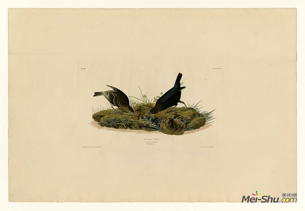 约翰·詹姆斯·奥杜邦(John James Audubon)高清作品《99牛笔鸟》