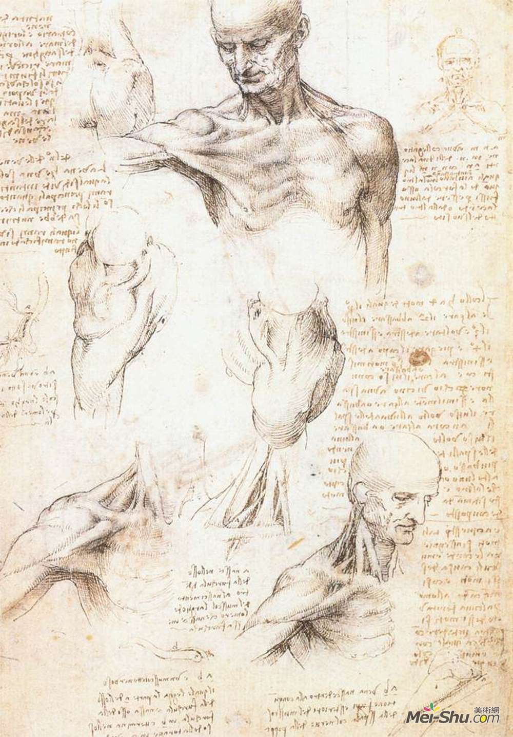 达·芬奇(Leonardo da Vinci)高清作品《男性肩部的解剖学研究》