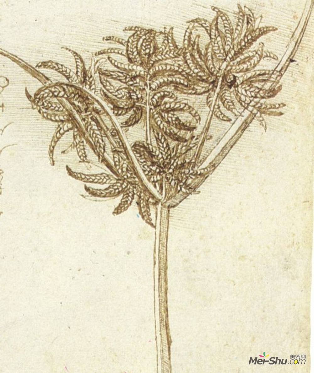 达·芬奇(Leonardo da Vinci)高清作品《莎草》