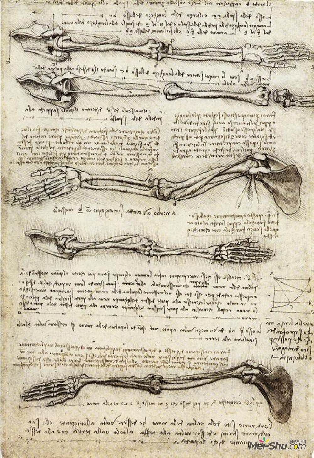 达·芬奇(Leonardo da Vinci)高清作品《显示肱二头肌运动的手臂的研究》