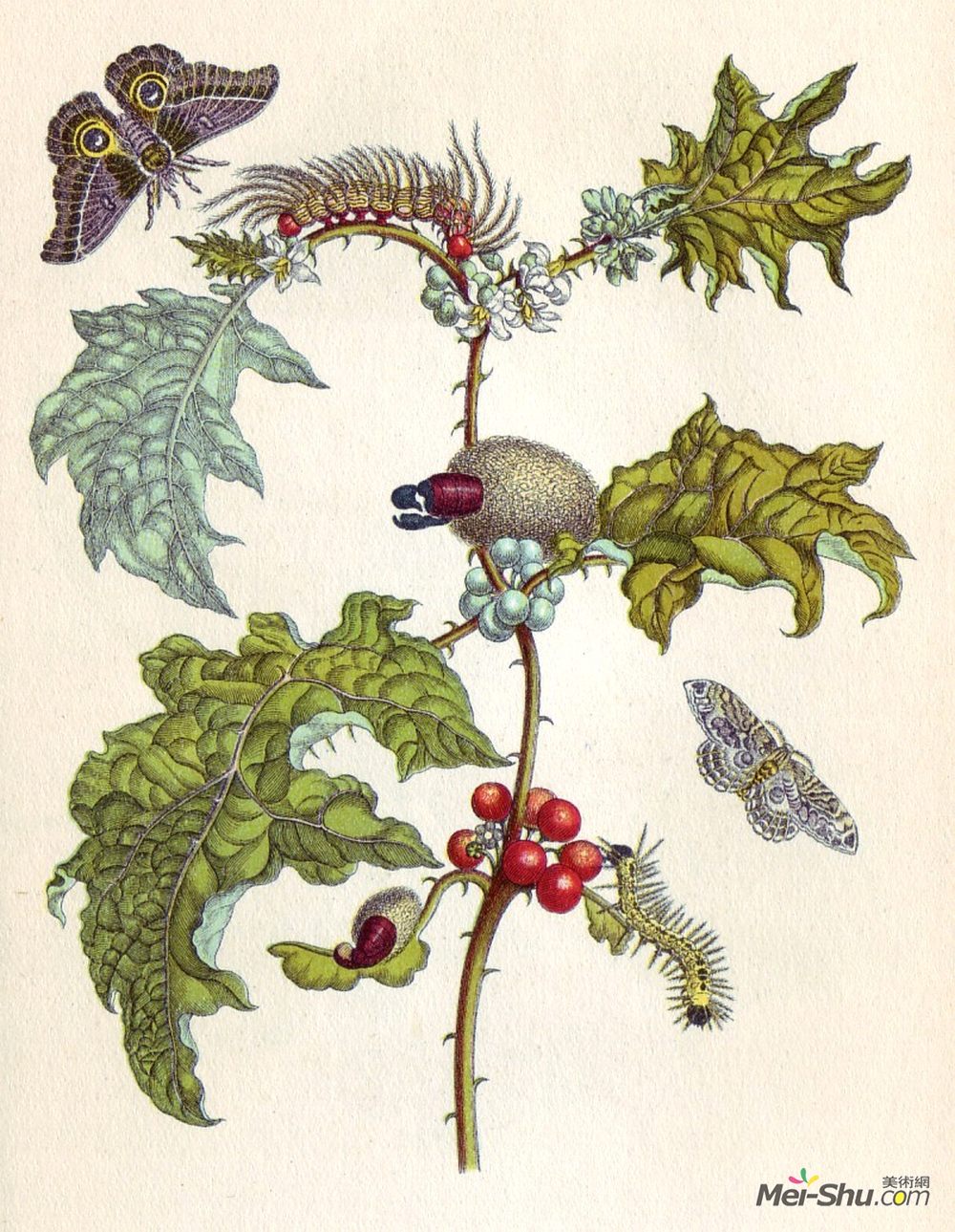 马里亚·西比拉·梅瑞安(Maria Sibylla Merian)高清作品《从苏木变态昆虫》