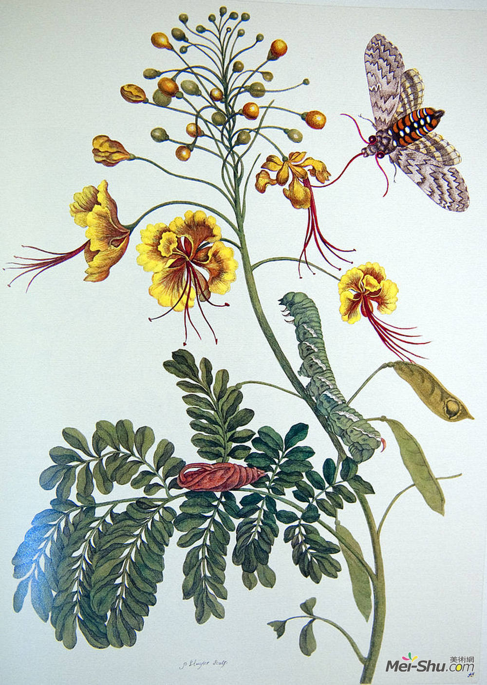 马里亚·西比拉·梅瑞安(Maria Sibylla Merian)高清作品《from Metamorphosis insectorum Surinamensium, Plate XLV》