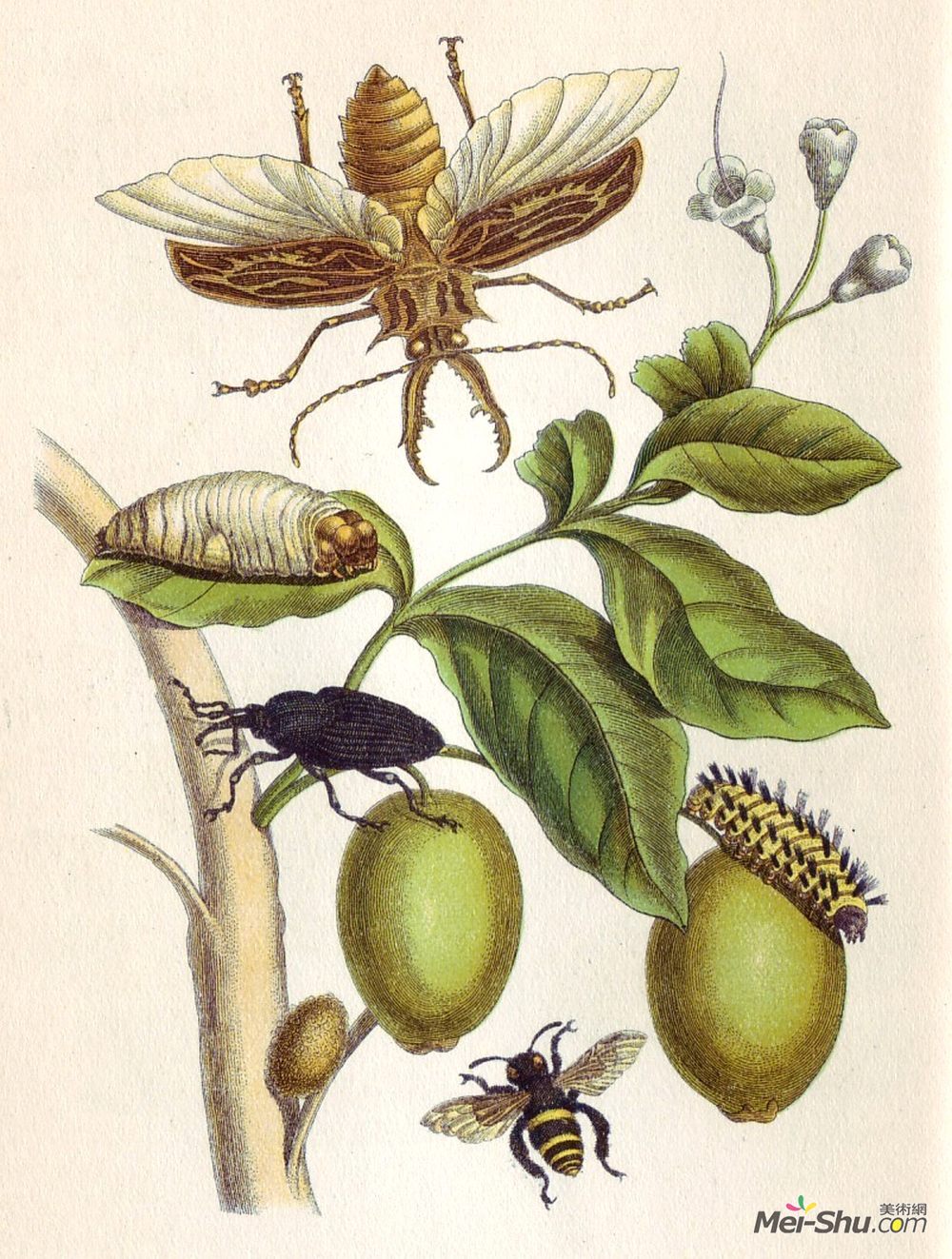 马里亚·西比拉·梅瑞安(Maria Sibylla Merian)高清作品《from Metamorphosis insectorum Surinamensium, Plate XLVIII》