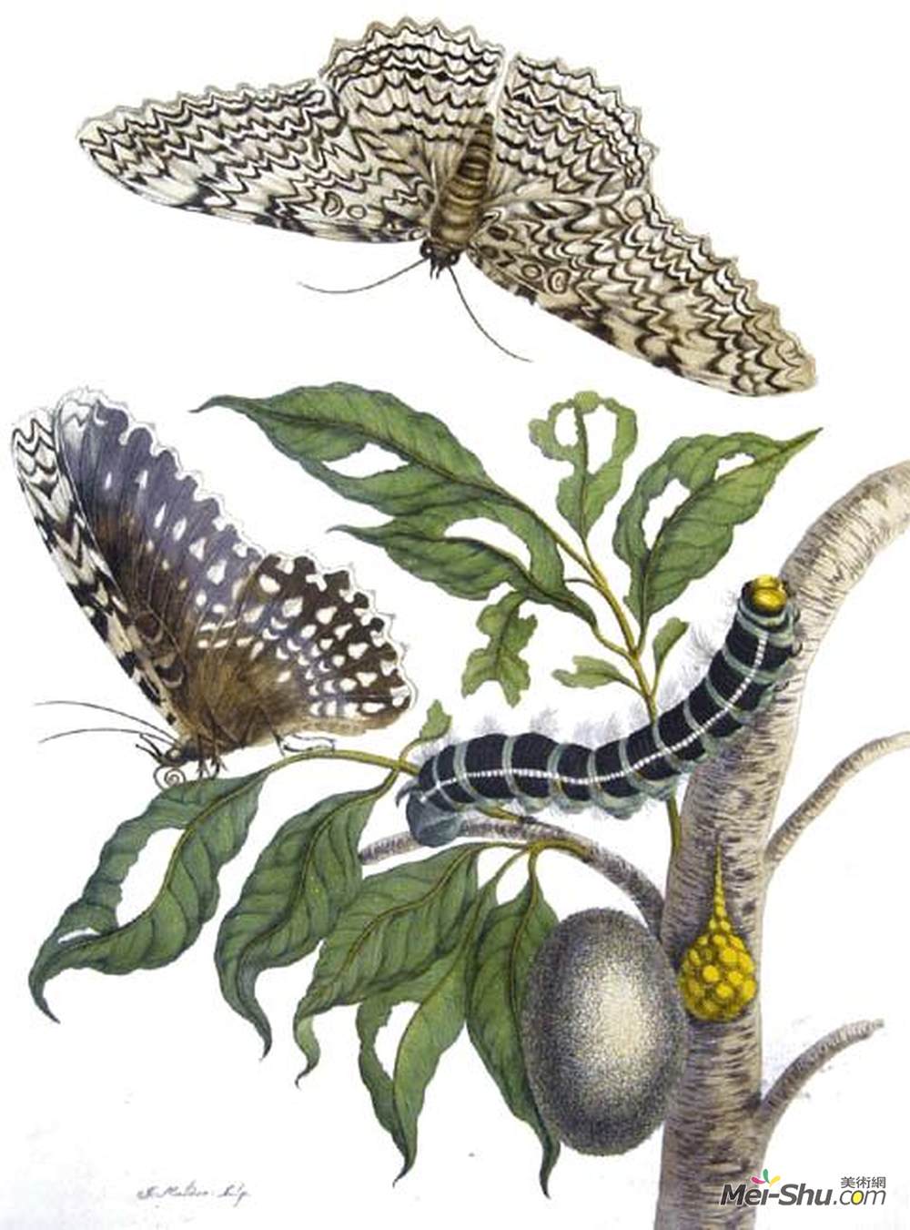 马里亚·西比拉·梅瑞安(Maria Sibylla Merian)高清作品《来自变态的昆虫，（泰斯）》